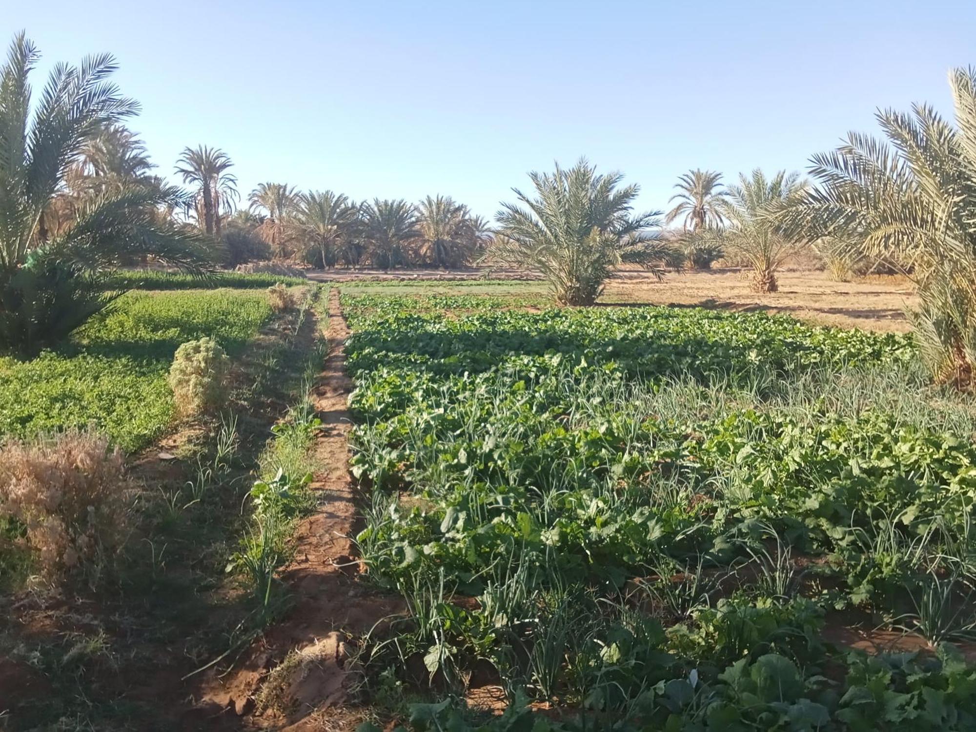 Riad Soleil Du Monde Zagora Exteriör bild