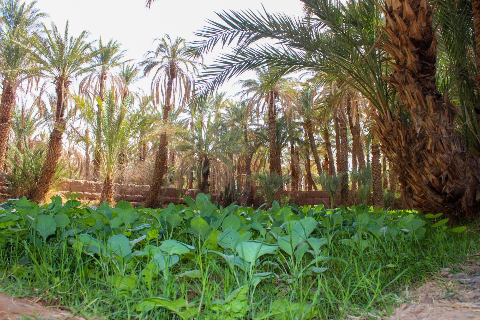 Riad Soleil Du Monde Zagora Exteriör bild